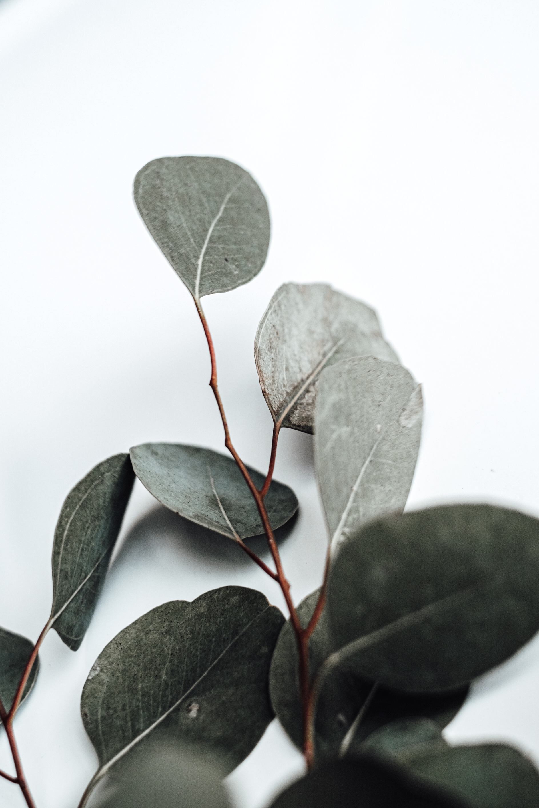 A Branch of Eucalyptus Plant in White Background 